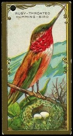 21 Ruby-Throated Humming-Bird